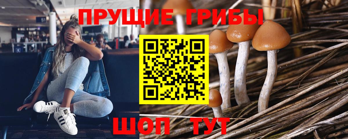 наркошоп  Галлюциногенные грибы прущие грибы  Вход с VPN  Тосно  Галлюциногенные грибы Psilocybine cubensis 